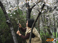 图集 | 粉白樱花醉枝头 赏花踏青正当时