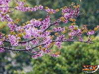 图集 | 紫荆绚烂 春意盎然