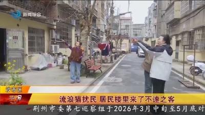 流浪猫扰民    居民楼里来了不速之客