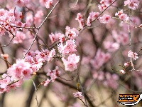 图集 | 荆襄河湿地公园春花烂漫 踏春赏景正当时