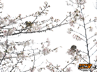 图集 | 粉白樱花醉枝头 赏花踏青正当时