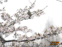 图集 | 粉白樱花醉枝头 赏花踏青正当时