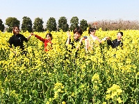 油菜花开金灿灿 乡村美景如画来