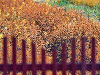 荆州区马山镇：千彩泼墨 绣出田园诗境
