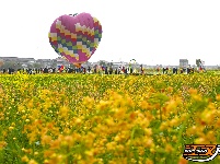 图集 | 洪湖油菜花开带火乡村游