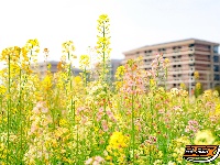 长江大学油菜花海绽放 市民打卡享春日美好时光