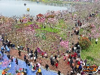 江陵六合垸：樱花谷游园会，一场春日里的浪漫奔赴