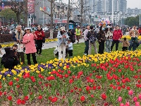闻“香”欲醉 魅力荆州 万人赏花 与你相约金凤广场25万株郁金香芳香迷人