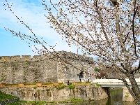  图集 | 荆州老南门：千年古城邂逅樱花盛景
