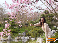 “花漾八岭山，打卡春天里”浅山樱花草坪音乐会引爆乡村游