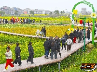 图集 | 洪湖油菜花开带火乡村游