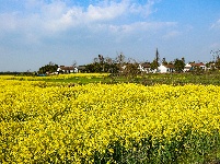 荆州：春到阴湘城