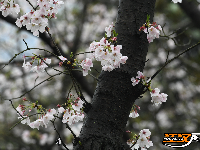 图集 | 粉白樱花醉枝头 赏花踏青正当时