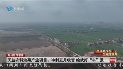 天益农科油菜产业项目 :  冲刺五月收官  绘就好 “丰” 景