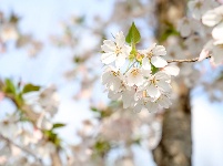 图集 | 荆州老南门：千年古城邂逅樱花盛景