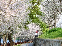  图集 | 荆州老南门：千年古城邂逅樱花盛景