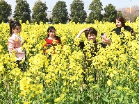 油菜花开金灿灿 乡村美景如画来