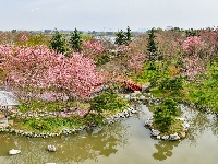 浅山樱花正烂漫