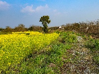 荆州：春到阴湘城