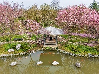 浅山樱花正烂漫