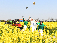 油菜花开金灿灿 乡村美景如画来