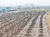 荆江大堤盐卡闸段绿化焕新颜