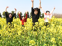 油菜花开金灿灿 乡村美景如画来
