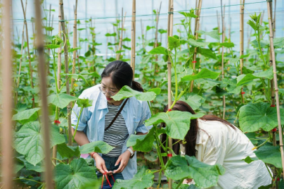 当阳人为什么爱往村里跑？