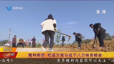 播种希望 松滋万家乡栽下八万株苦橙苗