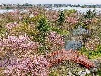 浅山樱花正烂漫