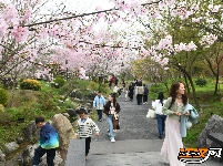 “花漾八岭山，打卡春天里”浅山樱花草坪音乐会引爆乡村游