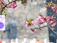  图集 | 荆州老南门：千年古城邂逅樱花盛景
