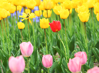 闻“香”欲醉 魅力荆州 万人赏花 与你相约金凤广场25万株郁金香芳香迷人