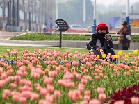 绝美花海！25万株郁金香扮靓金凤广场

