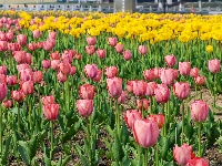 绝美花海！25万株郁金香扮靓金凤广场
