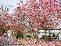 浅山樱花正烂漫