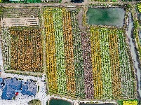 荆州区马山镇：千彩泼墨 绣出田园诗境
