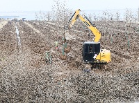 荆江大堤盐卡闸段绿化焕新颜