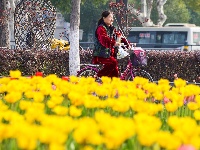 绝美花海！25万株郁金香扮靓金凤广场
