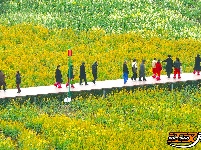 图集 | 洪湖油菜花开带火乡村游