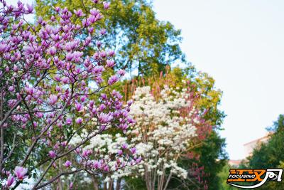 赏荆州春日繁花｜楚韵花香深度游