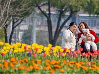 绝美花海！25万株郁金香扮靓金凤广场
