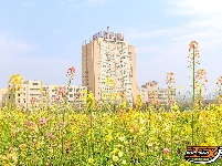 长江大学油菜花海绽放 市民打卡享春日美好时光