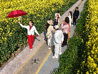 油菜花开金灿灿 乡村美景如画来