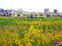 图集 | 洪湖油菜花开带火乡村游