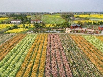 荆州区马山镇：千彩泼墨 绣出田园诗境

