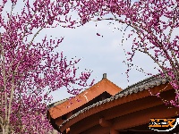 图集 | 紫荆绚烂 春意盎然