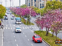 图集 | 紫荆绚烂 春意盎然