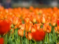 绝美花海！25万株郁金香扮靓金凤广场
