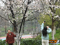 图集 | 粉白樱花醉枝头 赏花踏青正当时